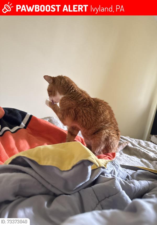Lost Male Cat last seen Jacksonville rd, Ivyland, PA 18974