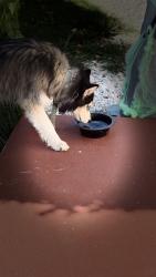 Found/Stray Male Dog last seen Near S and 420 n, Clearfield, UT 84075