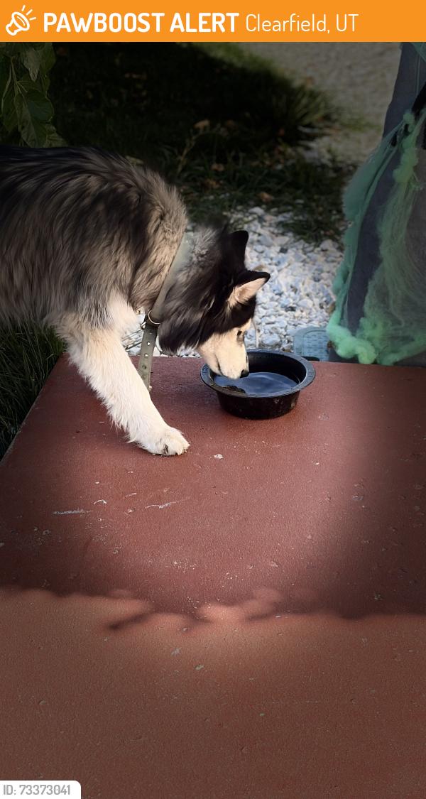 Found/Stray Male Dog last seen Near S and 420 n, Clearfield, UT 84075