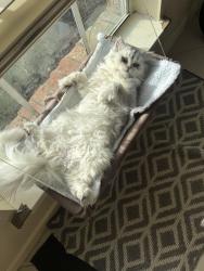 Lost Male Cat last seen Harmony Neighborhood Spring Texas, Spring, TX 77386