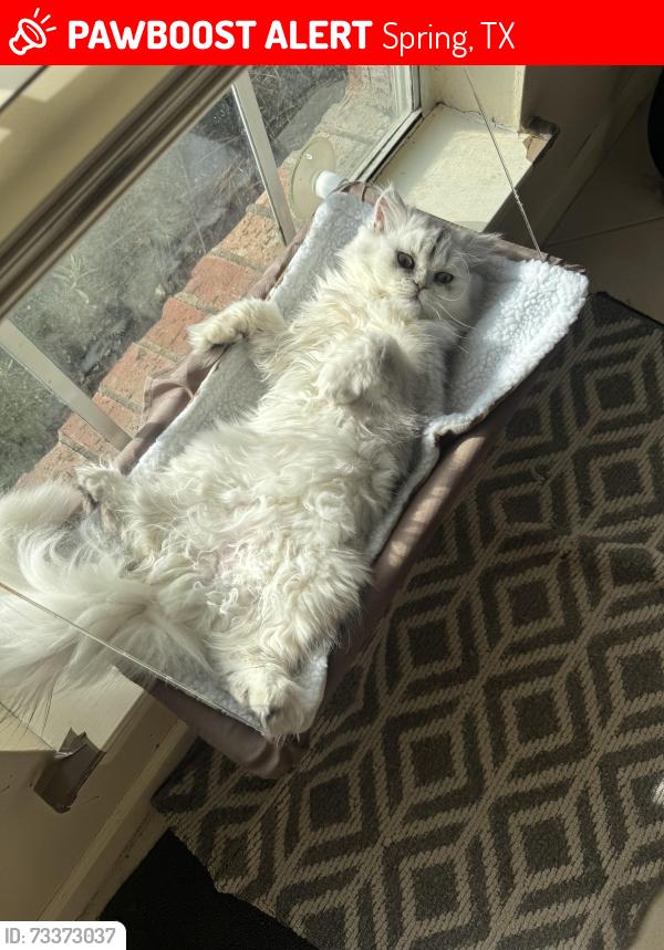 Lost Male Cat last seen Harmony Neighborhood Spring Texas, Spring, TX 77386