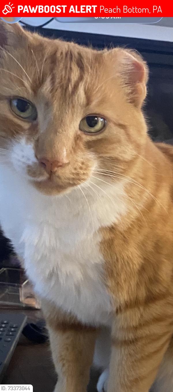 Lost Male Cat last seen McConachie blvd, Peach Bottom, PA 17563
