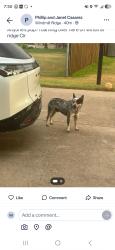 Reunited Male Dog last seen Windmill Ridge Circle and Highland in Ovilla, Red Oak, TX 75154