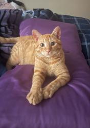 Lost Male Cat last seen Near walker Spring rd, Knoxville, TN 37923