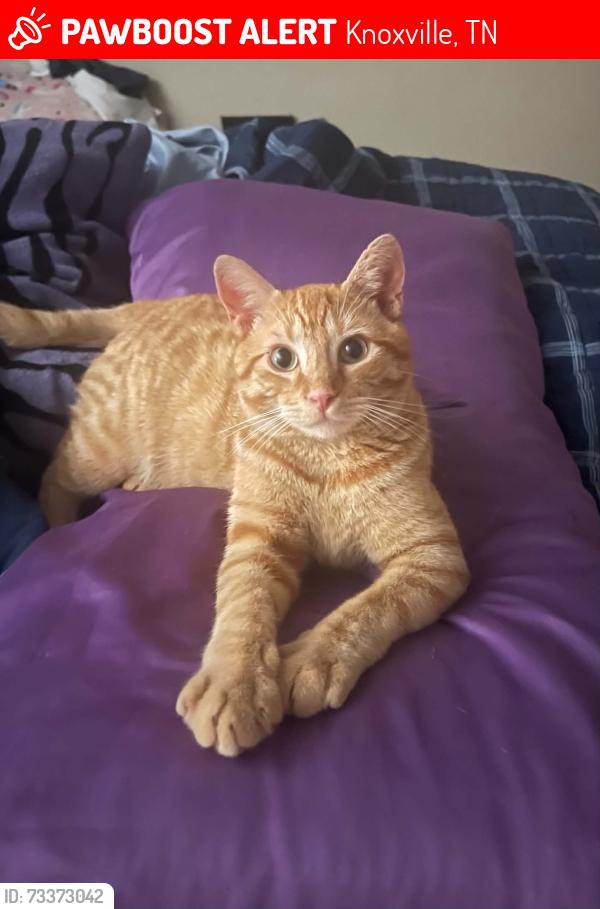 Lost Male Cat last seen Near walker Spring rd, Knoxville, TN 37923