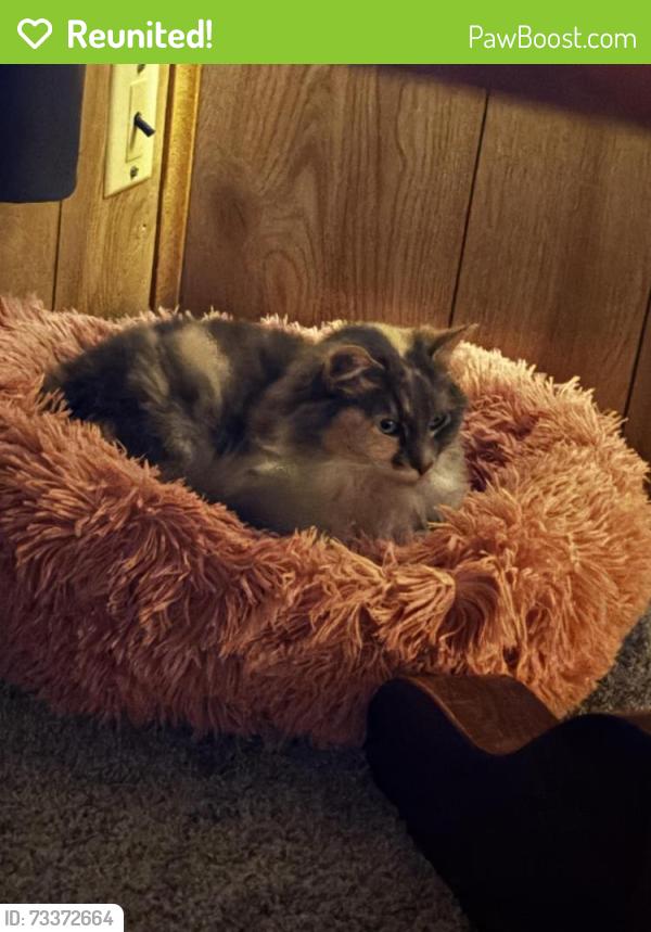Reunited Female Cat last seen Near spring rd, Westerville, OH 43081