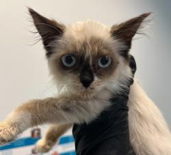 Shelter Stray Female Cat last seen Near 48th Street, San Diego, CA, 92102, 5500 Gaines St, San Diego, CA 92110, USA