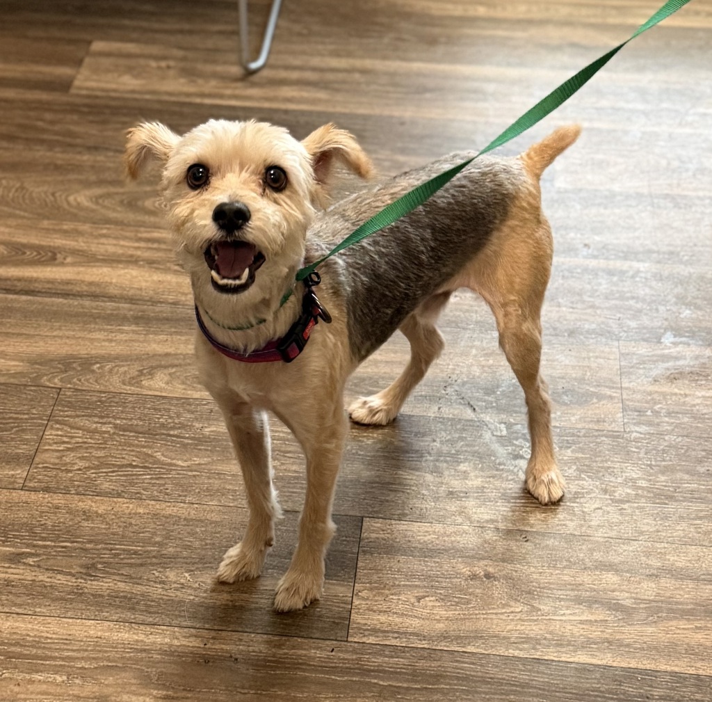Shelter Stray Male Dog last seen 34th Street, San Diego, CA, 92104, 5500 Gaines St, San Diego, CA 92110, USA
