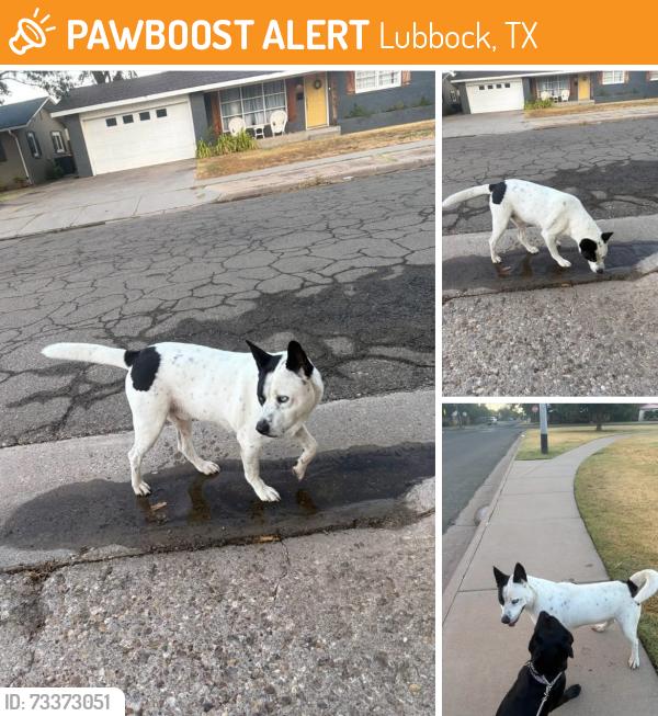 Found/Stray Unknown Dog last seen AB Davis park, Indiana 41st, Lubbock, TX 79413