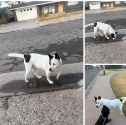 Found/Stray Unknown Dog last seen AB Davis park, Indiana 41st, Lubbock, TX 79413