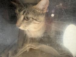 Shelter Stray Female Cat last seen Near N 900 W, SALT LAKE CITY, UT, 84116, 511 W 3900 S, Salt Lake City, UT 84123, USA