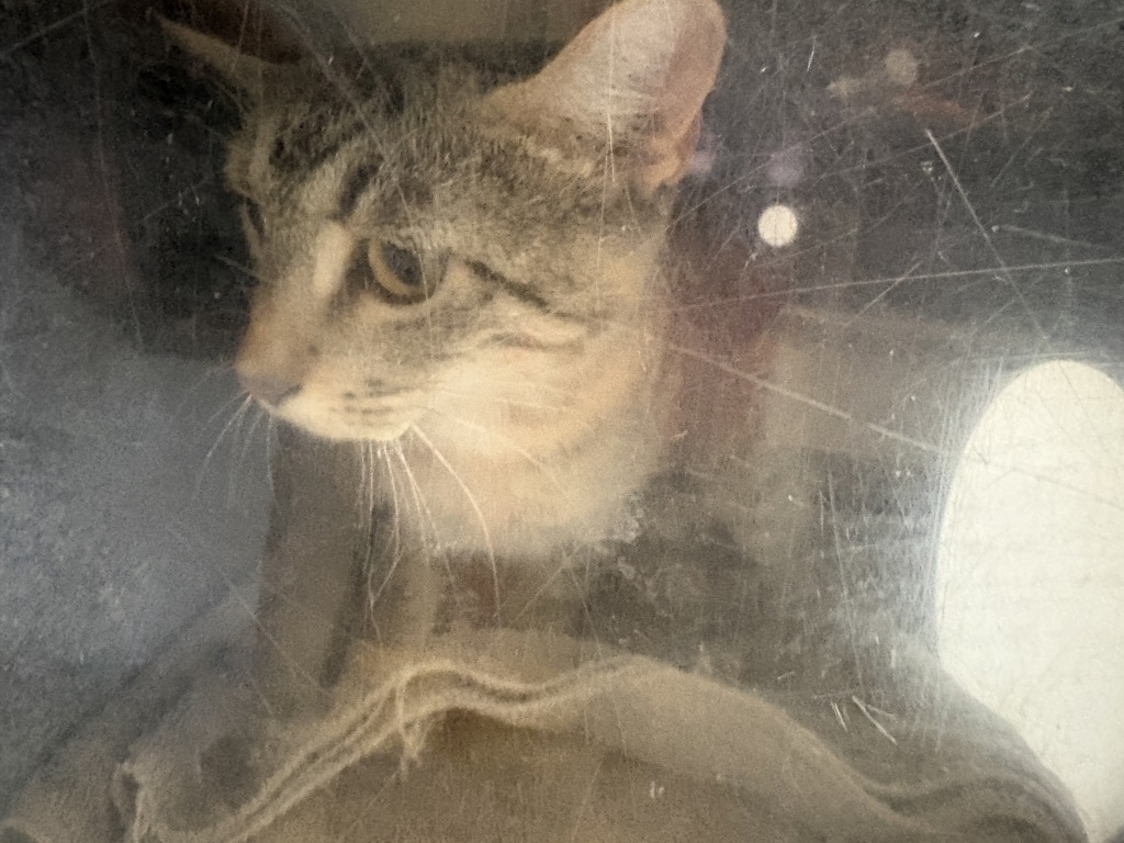 Shelter Stray Female Cat last seen Near N 900 W, SALT LAKE CITY, UT, 84116, 511 W 3900 S, Salt Lake City, UT 84123, USA