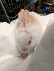 Shelter Stray Male Rabbit last seen Park Boulevard, San Diego, CA, 92103, 5500 Gaines St, San Diego, CA 92110, USA