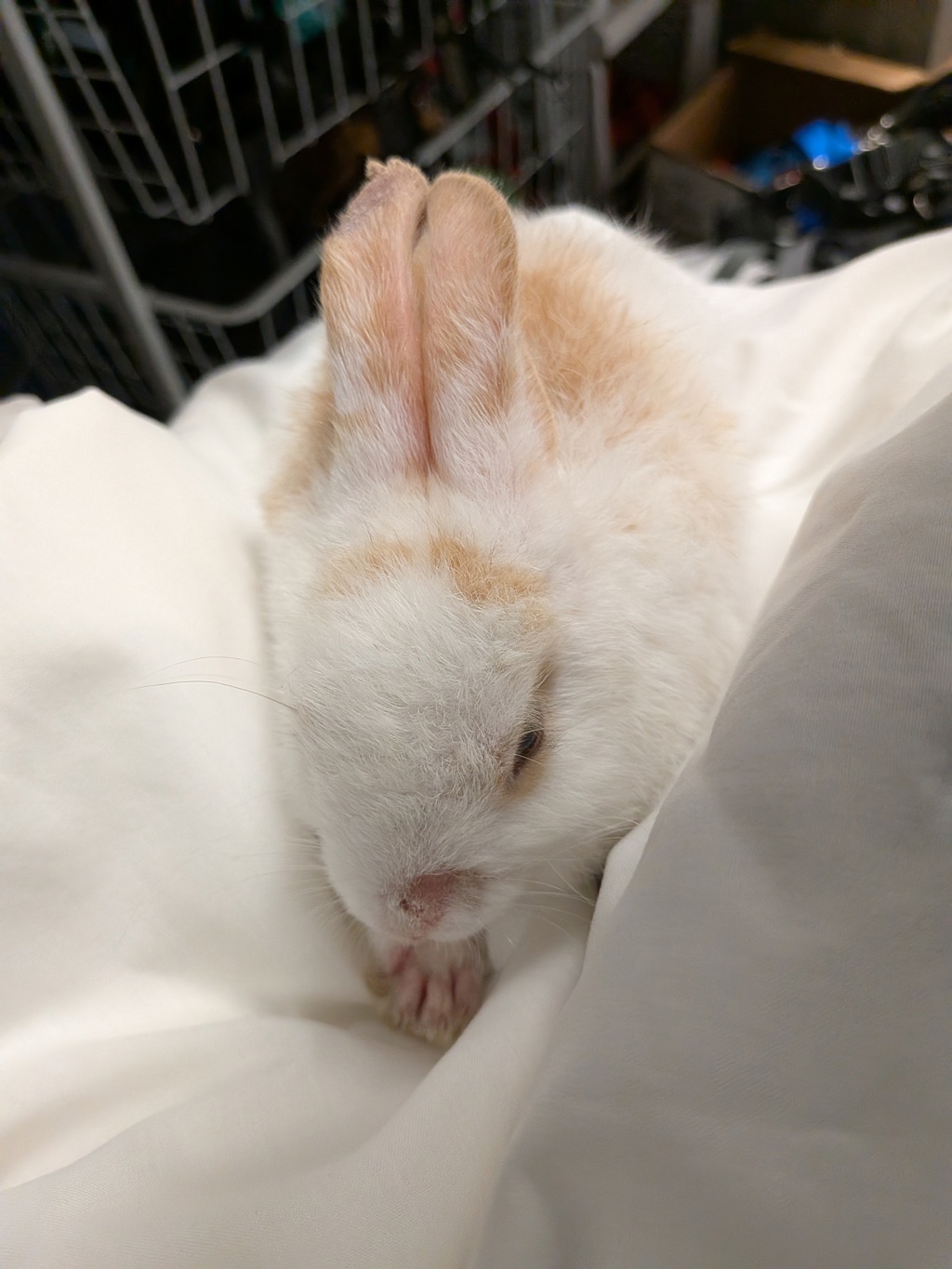Shelter Stray Male Rabbit last seen Park Boulevard, San Diego, CA, 92103, 5500 Gaines St, San Diego, CA 92110, USA