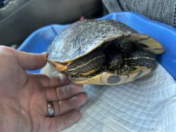 Shelter Stray Female Reptile last seen Near E 900 S, SALT LAKE CITY, UT, 84105, 511 W 3900 S, Salt Lake City, UT 84123, USA