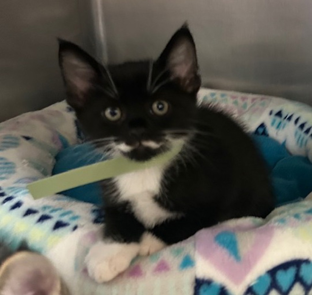 Shelter Stray Male Cat last seen La Torturga, Vista, CA, 92081, Oceanside, CA 92058, USA
