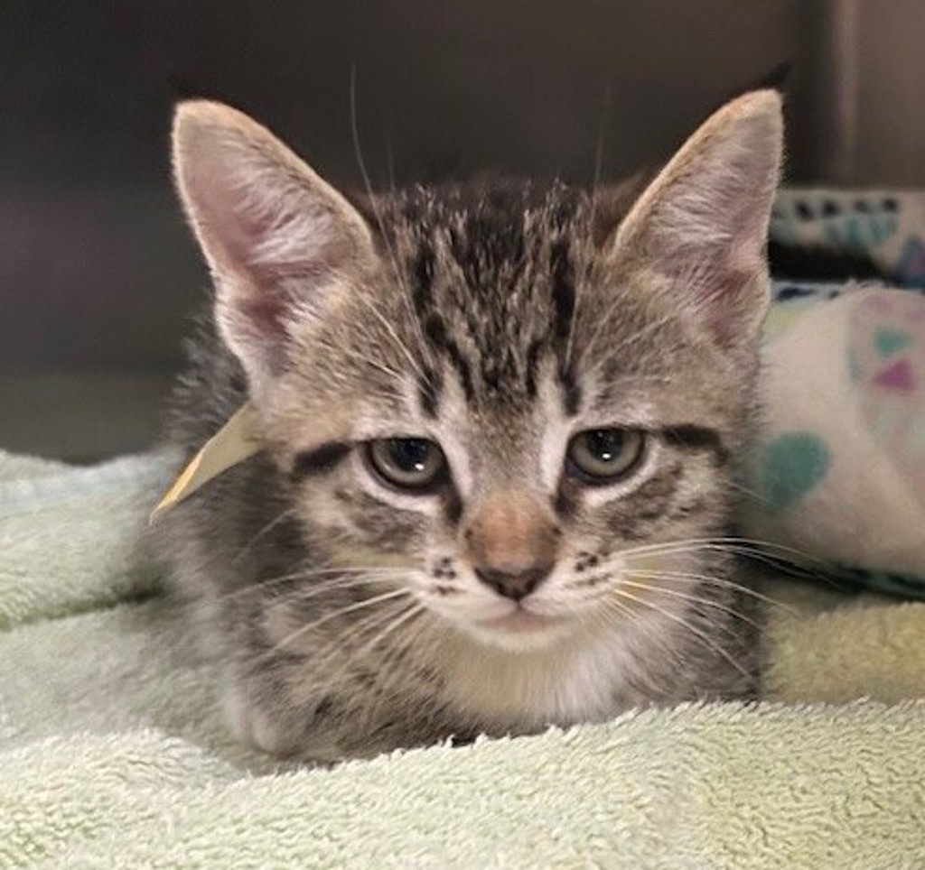 Shelter Stray Male Cat last seen La Torturga, Vista, CA, 92081, Oceanside, CA 92058, USA