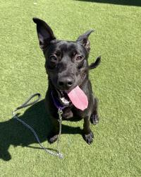 Shelter Stray Male Dog last seen Near Misty Lane, Oceanside, CA, 92056, Oceanside, CA 92058, USA