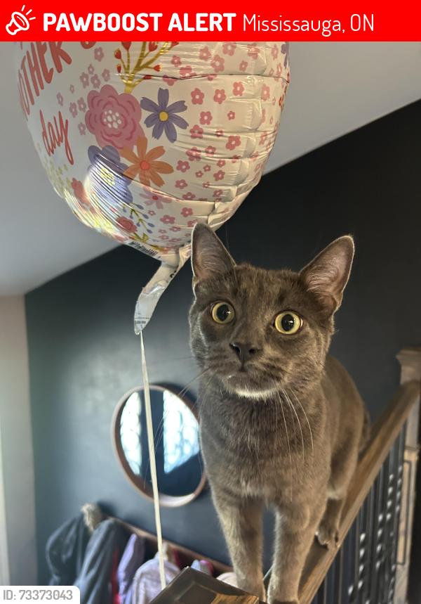 Lost Male Cat last seen Winston Churchill and Derry, Mississauga, ON 