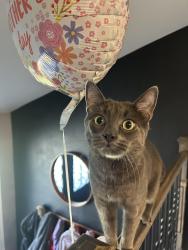 Lost Male Cat last seen Winston Churchill and Derry, Mississauga, ON 