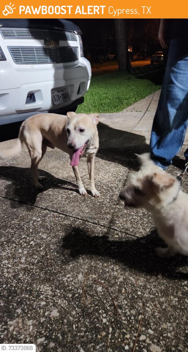 Found/Stray Male Dog last seen Louetta/spring cypress, Cypress, TX 77429