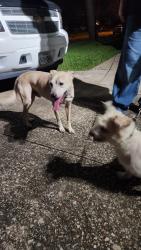 Found/Stray Male Dog last seen Louetta/spring cypress, Cypress, TX 77429