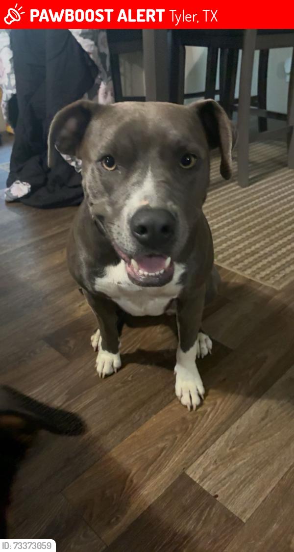 Lost Female Dog last seen Reno road, Tyler, TX 75704