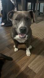 Lost Female Dog last seen Reno road, Tyler, TX 75704