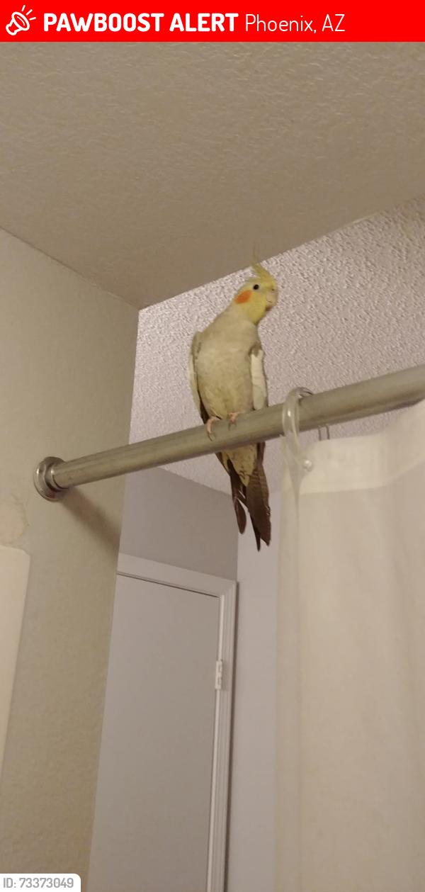 Lost Female Bird last seen 22nd Ave and Michelle Dr., Phoenix, AZ 85023