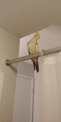 Lost Female Bird last seen 22nd Ave and Michelle Dr., Phoenix, AZ 85023