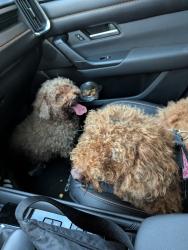 Found/Stray Female Dog last seen Homeland ave on Notre Dame campus, Baltimore, MD 21212