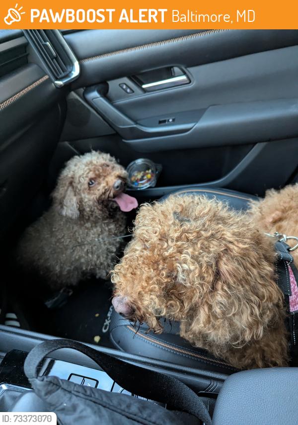 Found/Stray Female Dog last seen Homeland ave on Notre Dame campus, Baltimore, MD 21212