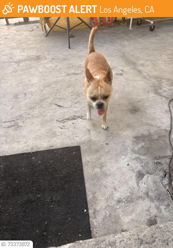 Found/Stray Unknown Dog last seen Near E 61st St, Los Ar 90001, Los Angeles, CA 90001