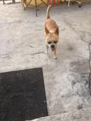Found/Stray Unknown Dog last seen Near E 61st St, Los Ar 90001, Los Angeles, CA 90001