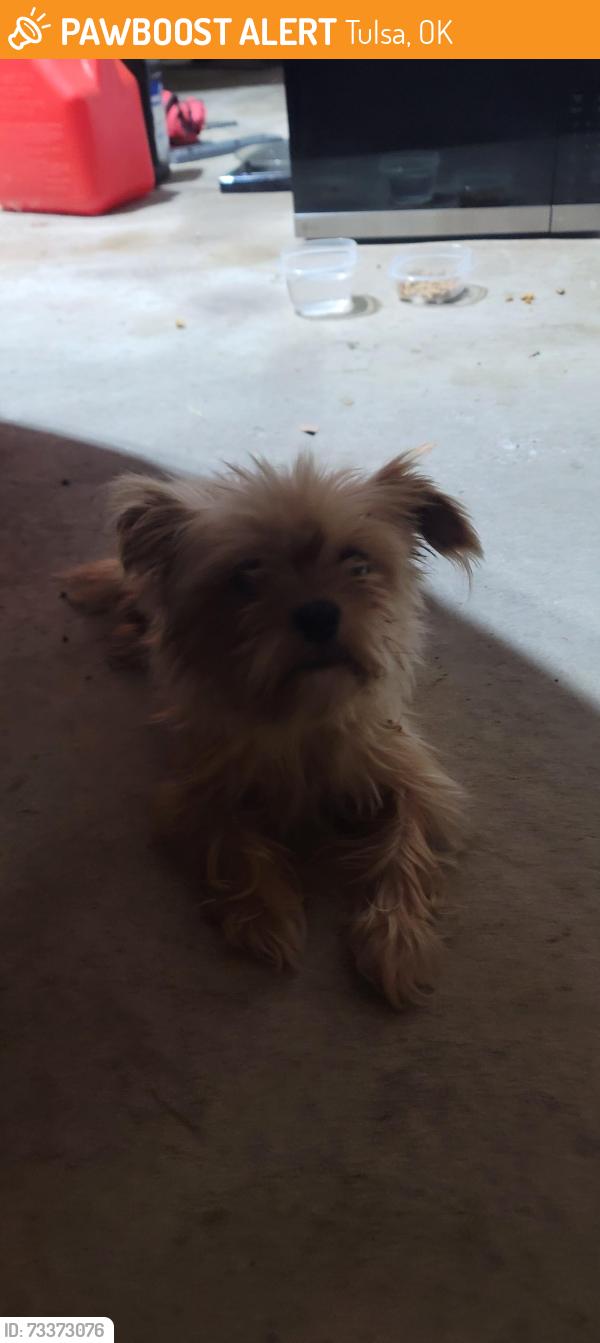 Found/Stray Unknown Dog last seen Challenger Park, Tulsa, OK 74107