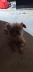 Found/Stray Unknown Dog last seen Challenger Park, Tulsa, OK 74107