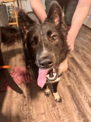 Found/Stray Male Dog last seen Summerlin apmts, Winter Park, FL 32792
