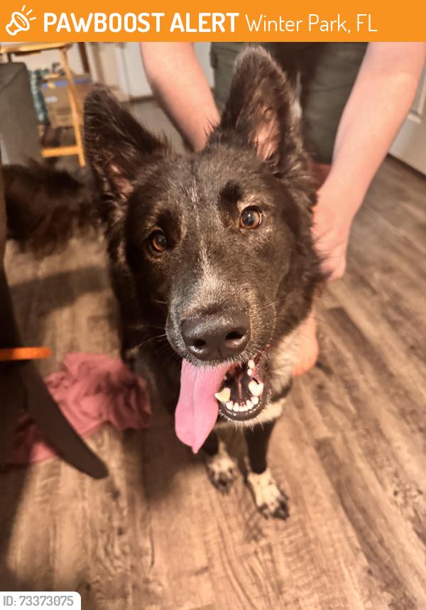 Found/Stray Male Dog last seen Summerlin apmts, Winter Park, FL 32792