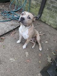 Reunited Male Dog last seen Castle Rock Community, Cordova, TN 38018