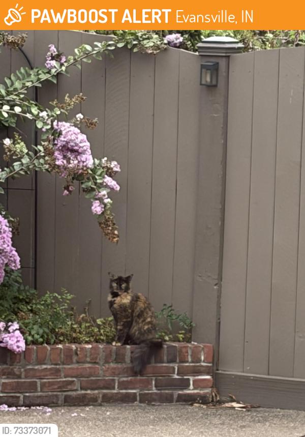 Found/Stray Female Cat last seen Bayard Park, Evansville, IN 47714