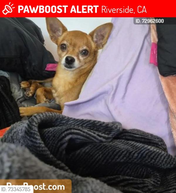 Lost Female Dog last seen University and iowa, Riverside, CA 92507