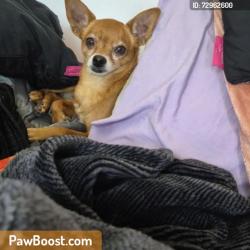 Lost Female Dog last seen University and iowa, Riverside, CA 92507