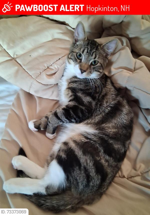Lost Male Cat last seen Pleasant Pond rd, Hopkinton, NH 03229