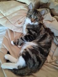 Lost Male Cat last seen Pleasant Pond rd, Hopkinton, NH 03229