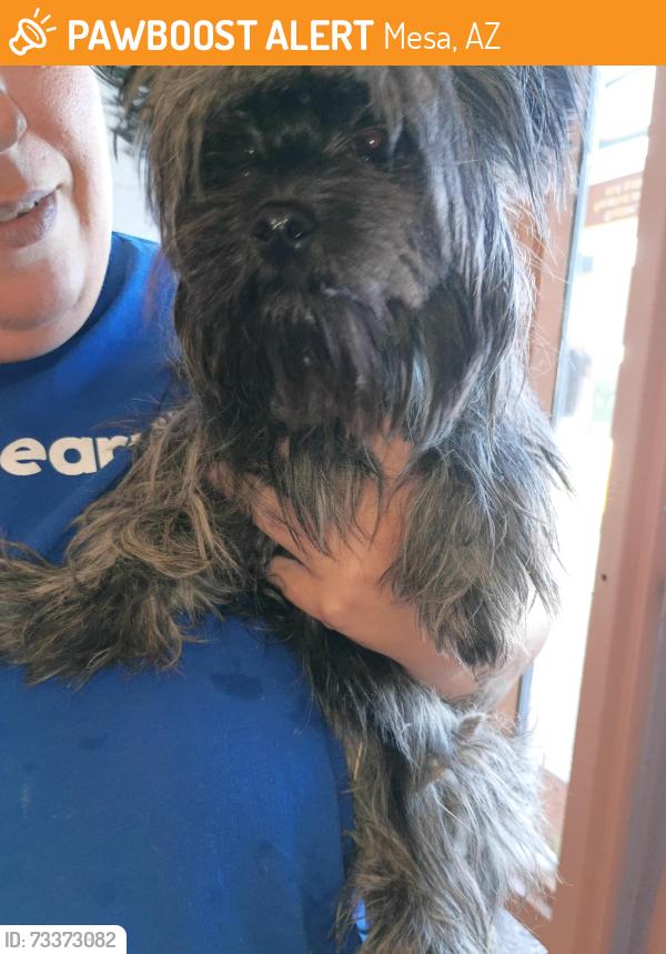 Found/Stray Female Dog last seen Horne and brown Mesa AZ 85203, Mesa, AZ 85203