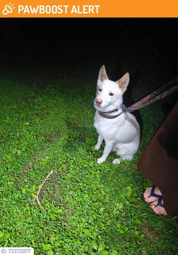 Found/Stray Male Dog last seen County Line Rd, Reash Church Rd, Fairfield Township, PA 16314