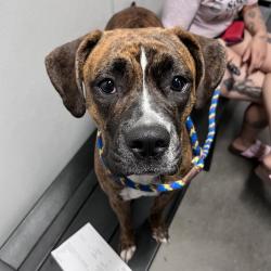 Shelter Stray Female Dog last seen , 3607 N Armenia Ave, Tampa, FL 33607, USA