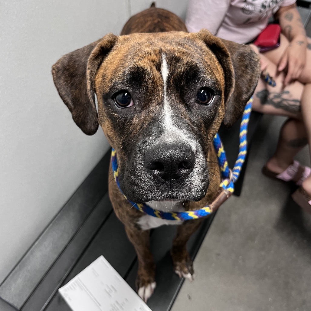 Shelter Stray Female Dog last seen , 3607 N Armenia Ave, Tampa, FL 33607, USA