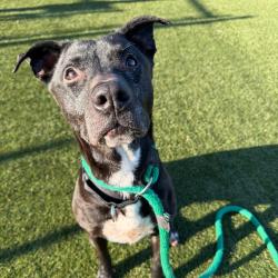 Shelter Stray Female Dog last seen , Animal Care & Control Team of Philly, 111 W Hunting Park Ave, Philadelphia, PA 19140, USA