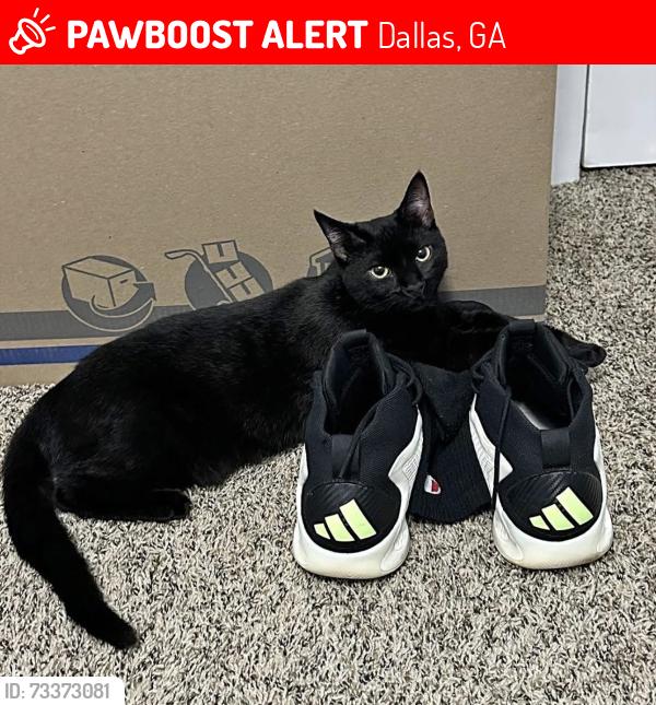 Lost Female Cat last seen Near BAINBRIDGE Ct Dallas GA 30132, Dallas, GA 30132